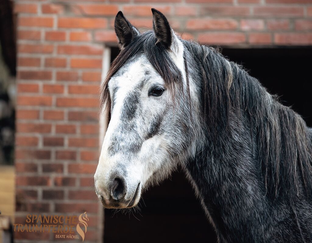 Bild 6 von NAZARI, Andalusier, Wallach