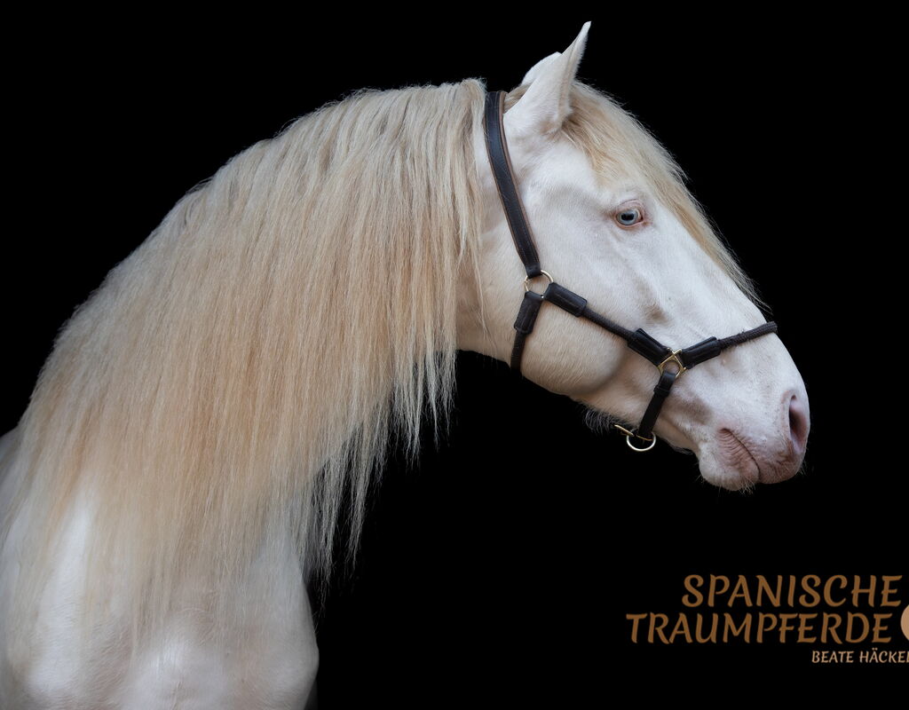 Bild 1 von REY SH, Pura Raza Español, Hengst, 2021