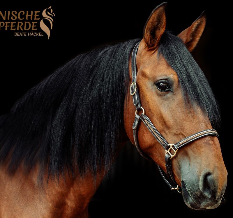 NAUGUDO, Lusitano, Wallach, 2019 / Lusitano / Wallach