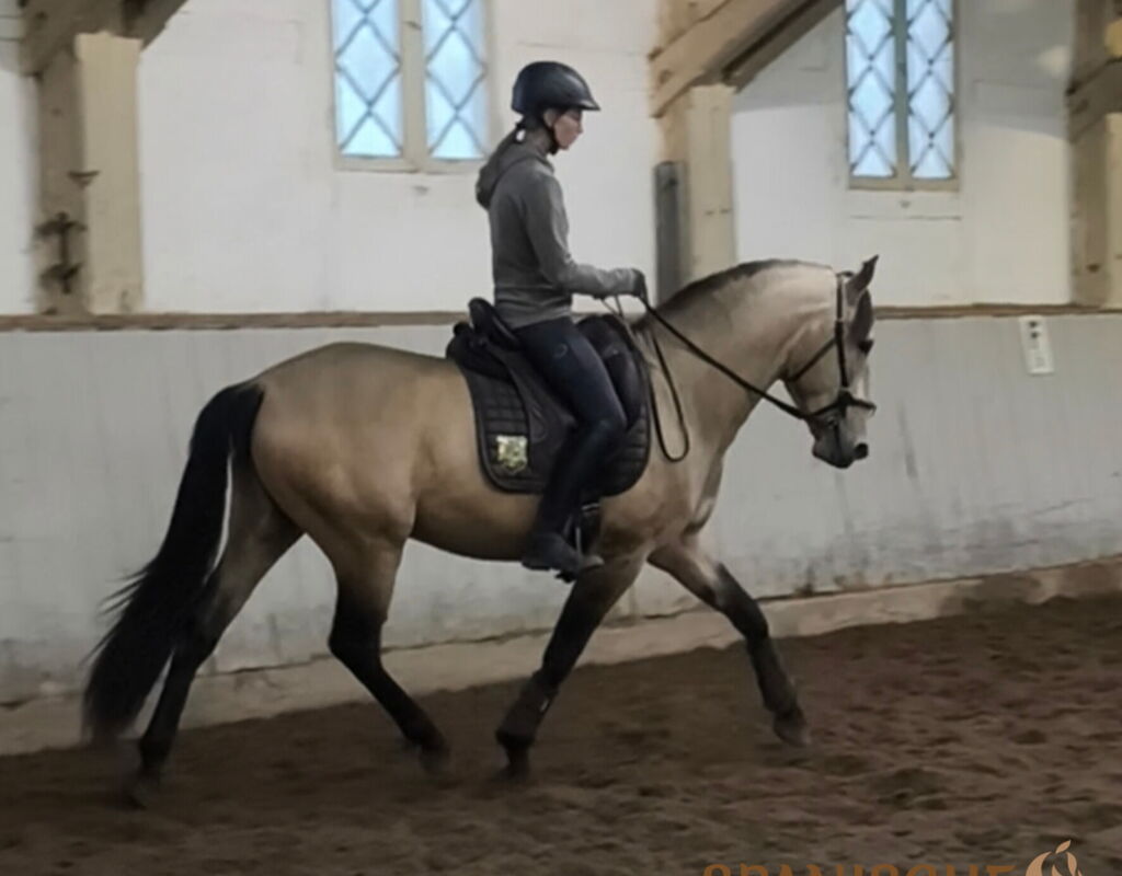 Bild 5 von ROCINANTE SH, Pura Raza Español, Hengst, 2021