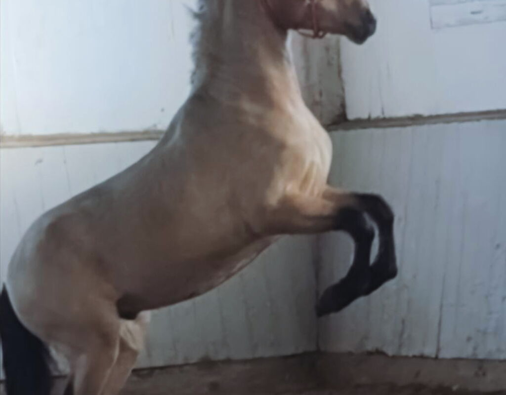 Bild 6 von SERPENTINO SH, Pura Raza Español, Wallach, 2022