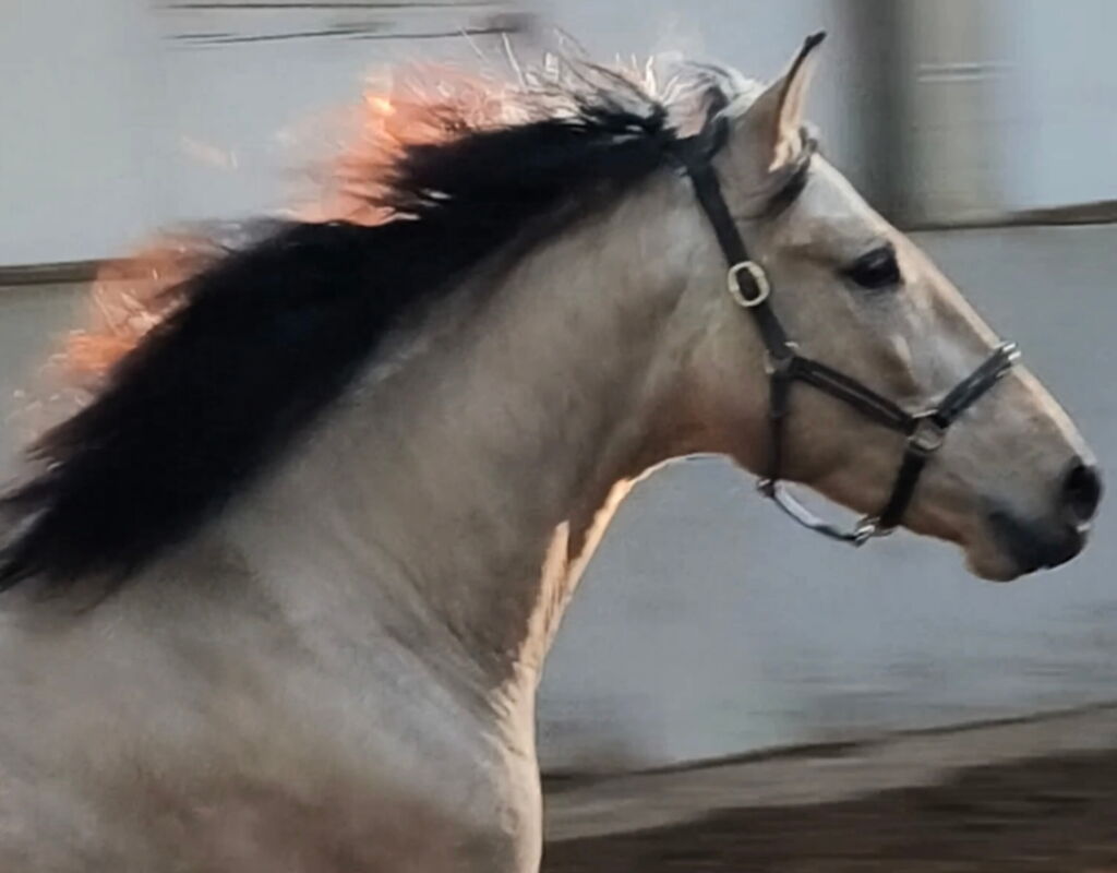 Bild 8 von SIMBA SH, Pura Raza Español, Wallach, 2022