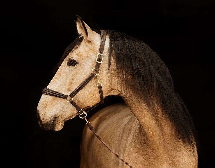 Bild 3 von ROLEX SH, Pura Raza Español, Wallach, 2021