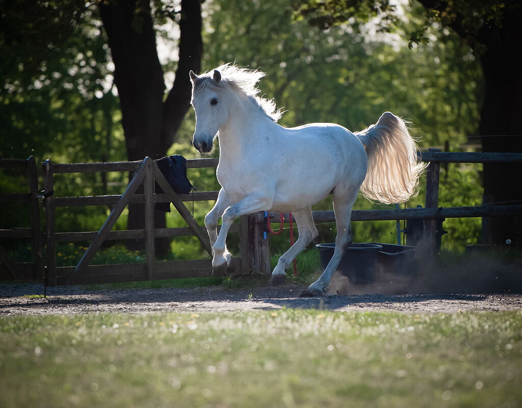 Bild 8 von RONALDO XVI, Pura Raza Espanol, Wallach, 2010