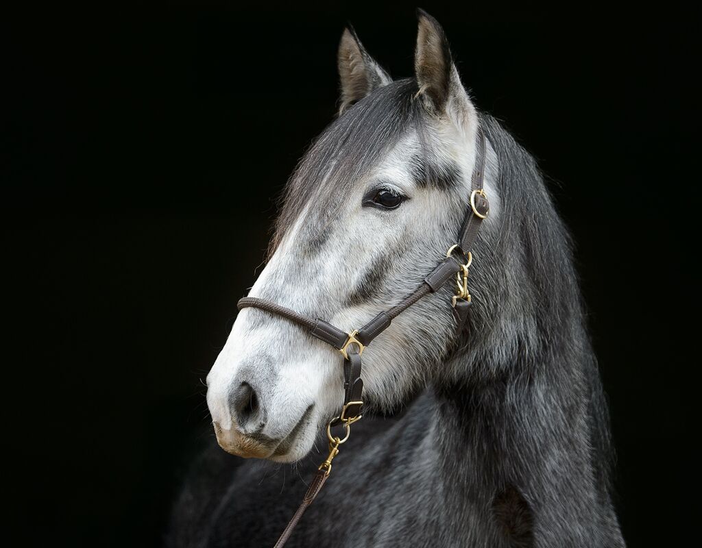 Bild 9 von NAZARI, Andalusier, Wallach