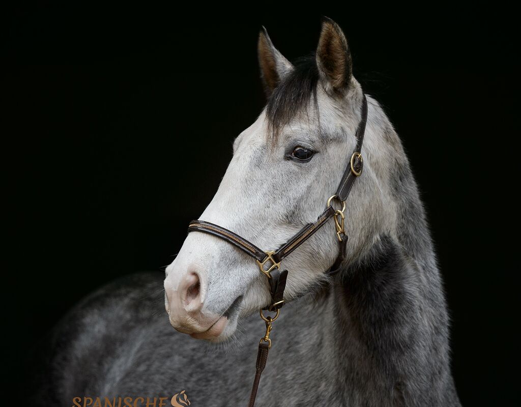 Bild 9 von MANEL, Lusitano, Wallach, 2019