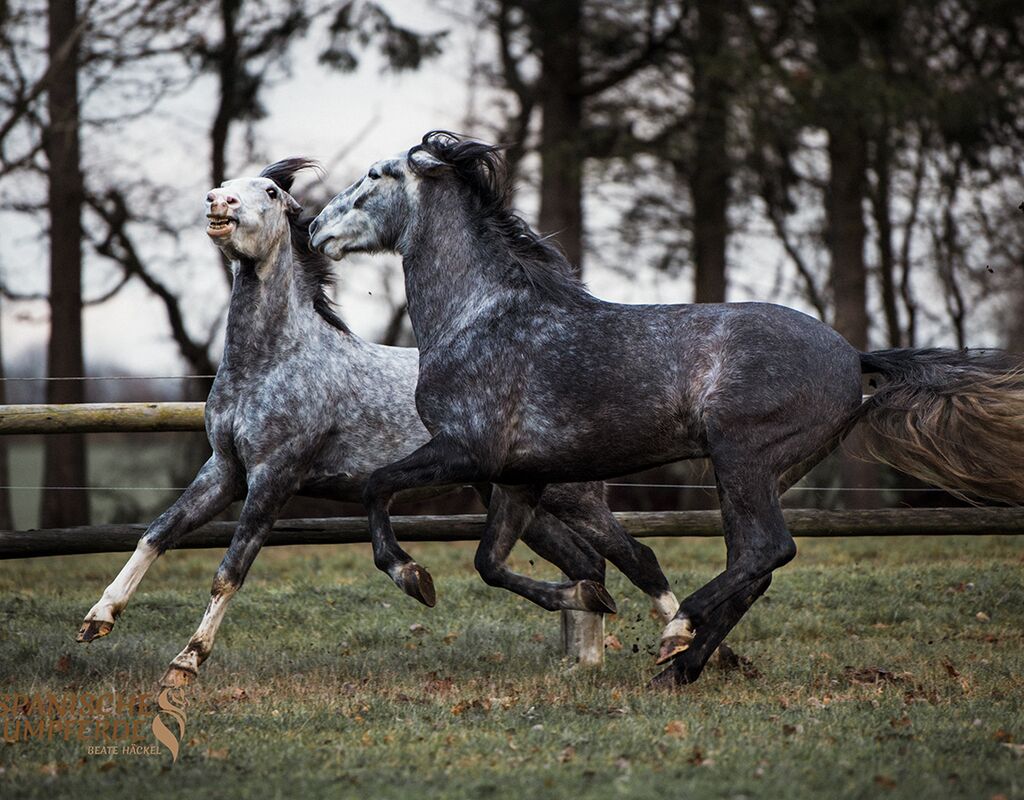 Bild 6 von MANEL, Lusitano, Wallach, 2019