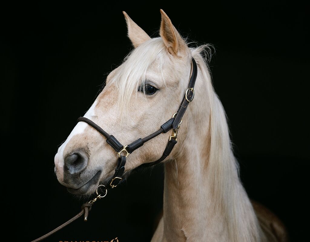 Bild 3 von QUE BELLO SH, Andalusier, Wallach