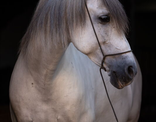 Bild 5 von HEREDERO, Pura Raza Espanol, Wallach, 2013