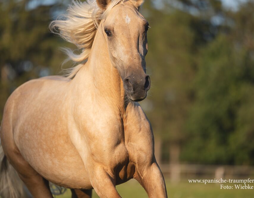 Bild 12 von MERLIN, Andalusier, Wallach, 2020