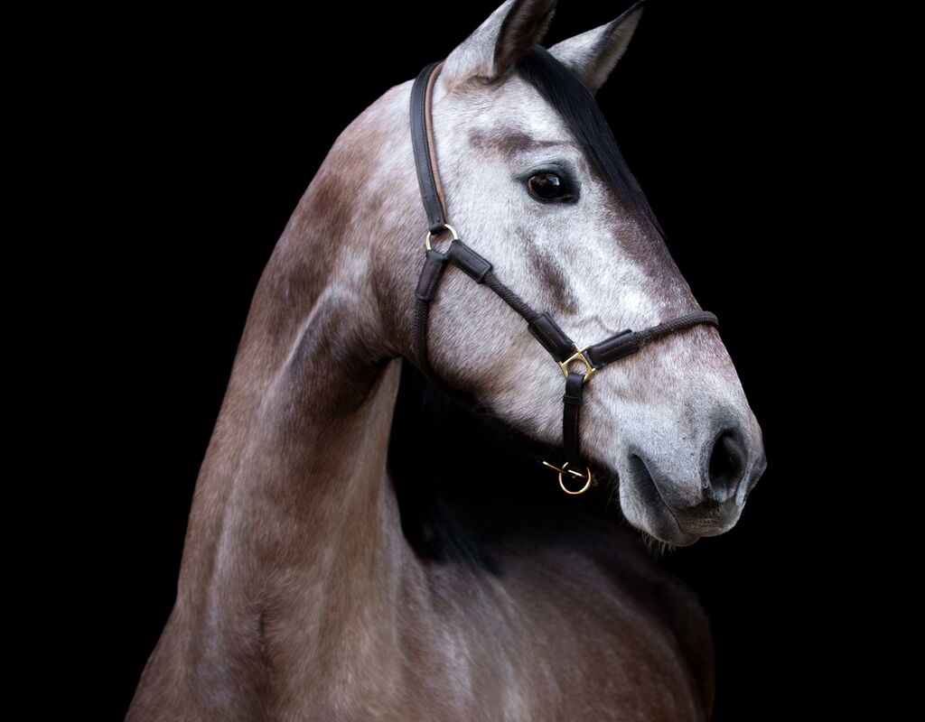 Bild 2 von SALMA SH, Pura Raza Español, Stute, 2022