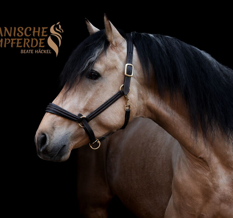 SULEIMAN SH, Pura Raza Español, Hengst, 2022 / PRE / Hengst