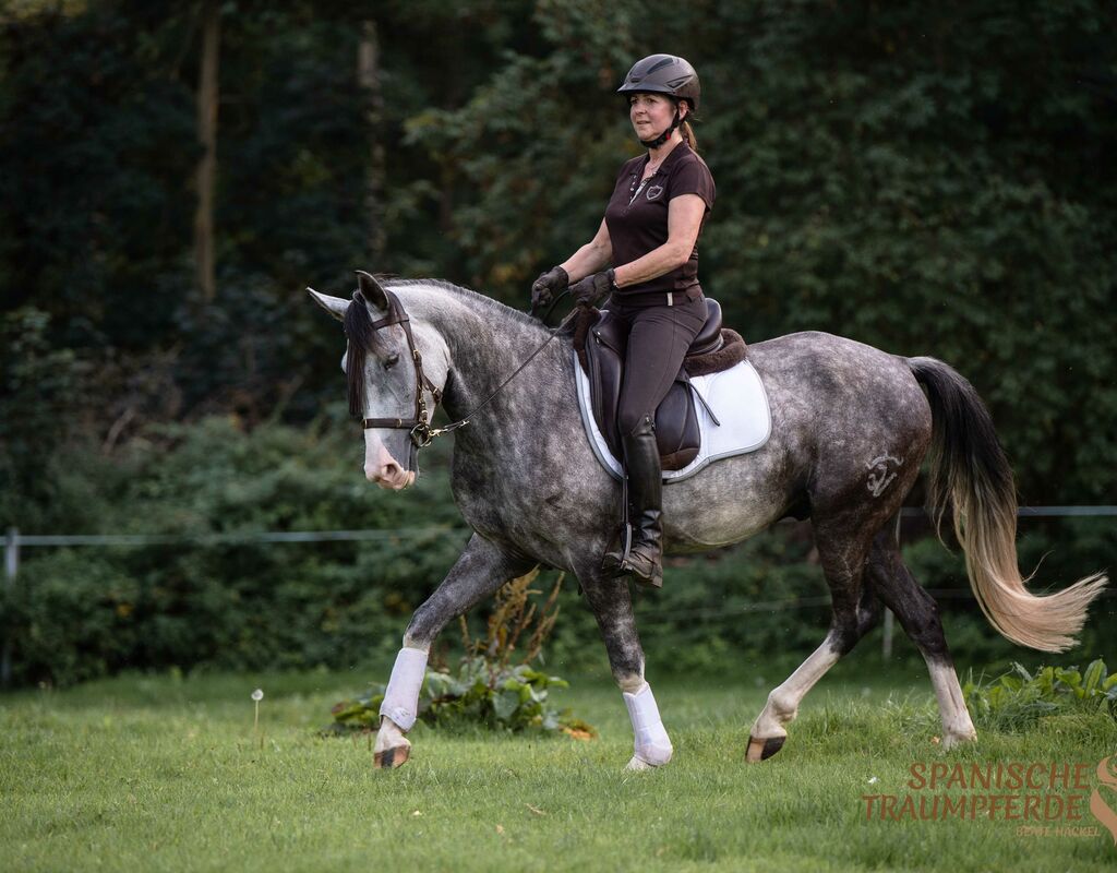 Bild 11 von MANEL, Lusitano, Wallach, 2019