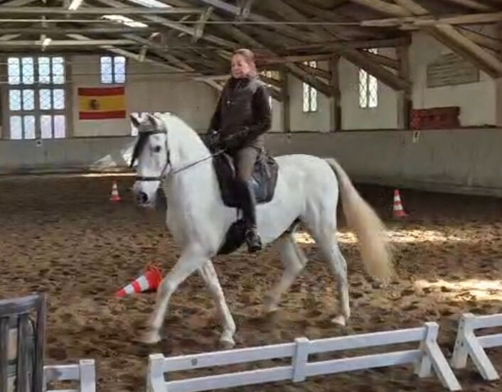 Bild 11 von HEREDERO, Pura Raza Espanol, Wallach, 2013