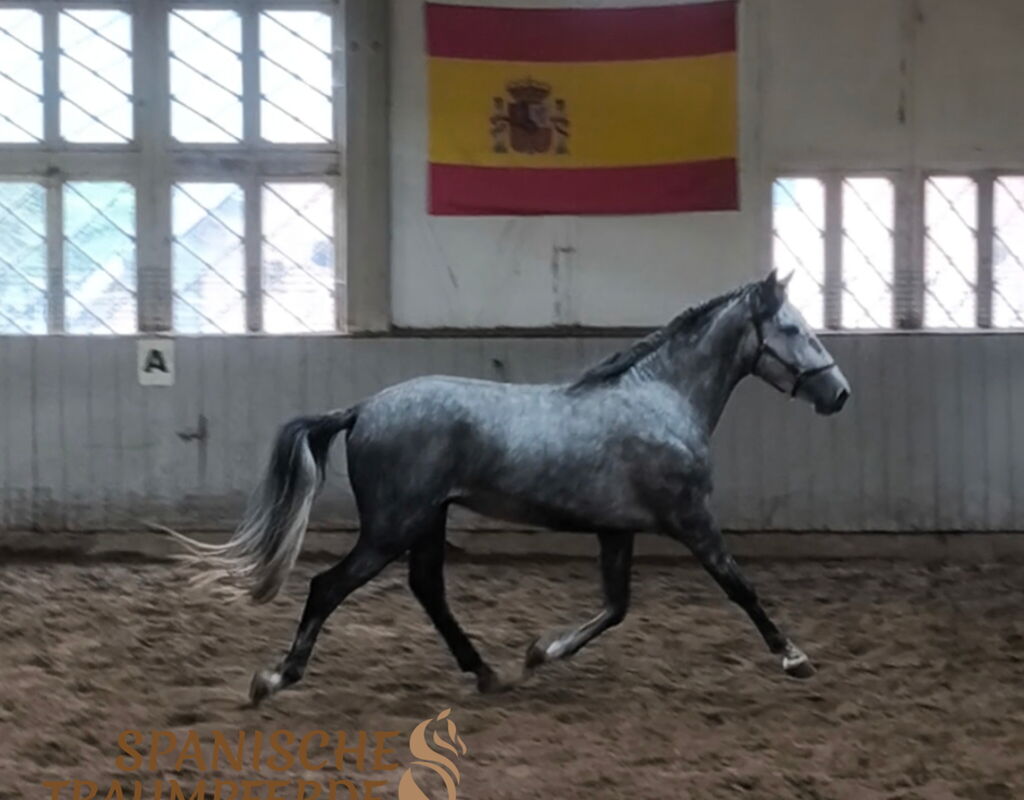Bild 2 von SALOMON SH, Pura Raza Español, Wallach, 2022