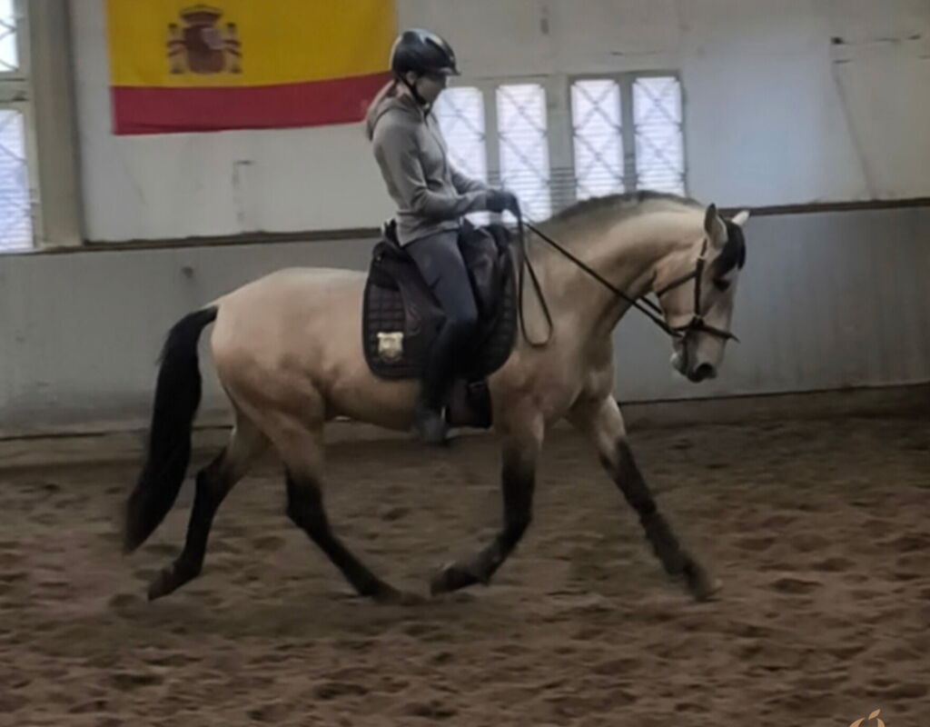 Bild 6 von ROCINANTE SH, Pura Raza Español, Hengst, 2021