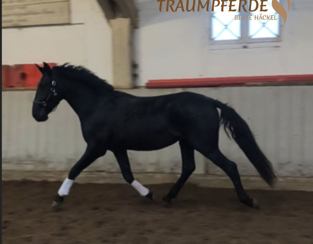 Bild 3 von SIRIUS SH, Pura Raza Espanol, Wallach, 2022