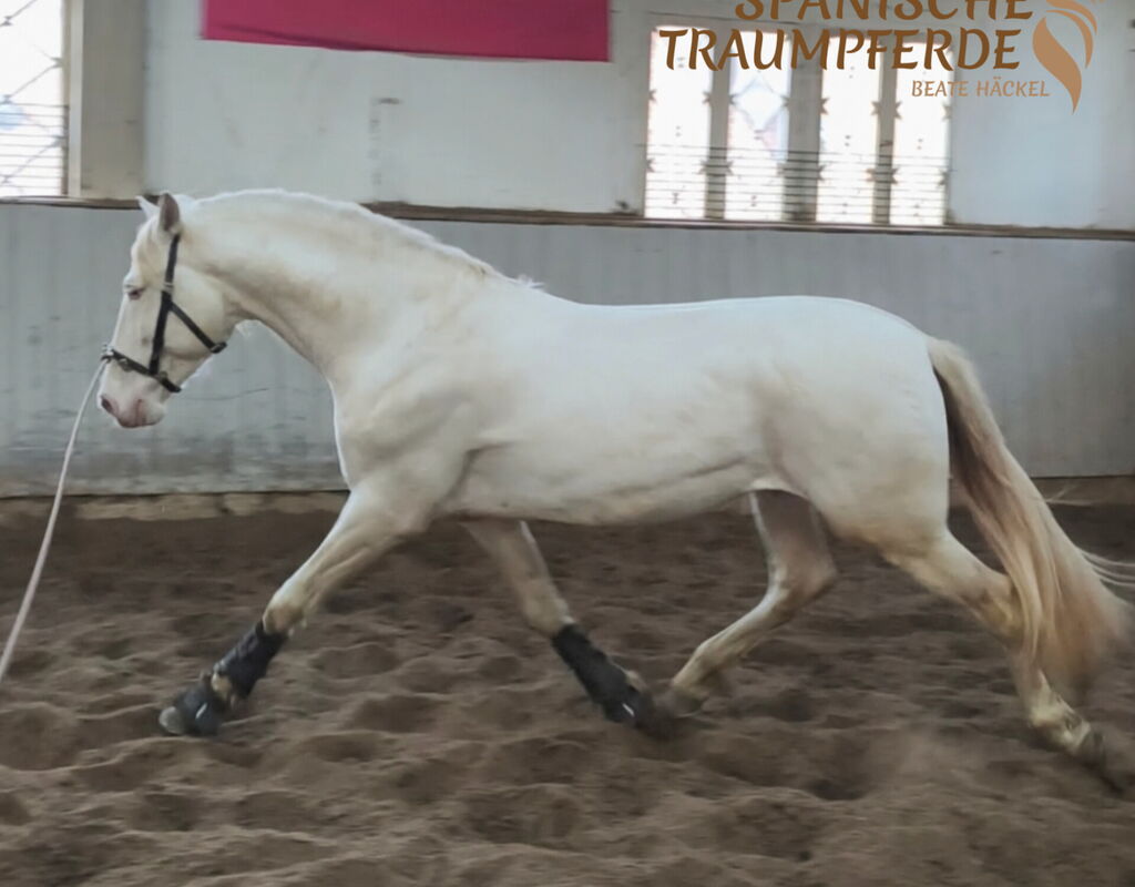 Bild 5 von REY SH, Pura Raza Español, Hengst, 2021