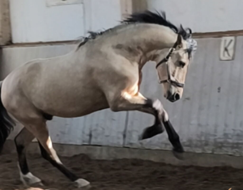 Bild 7 von SULEIMAN SH, Pura Raza Español, Hengst, 2022