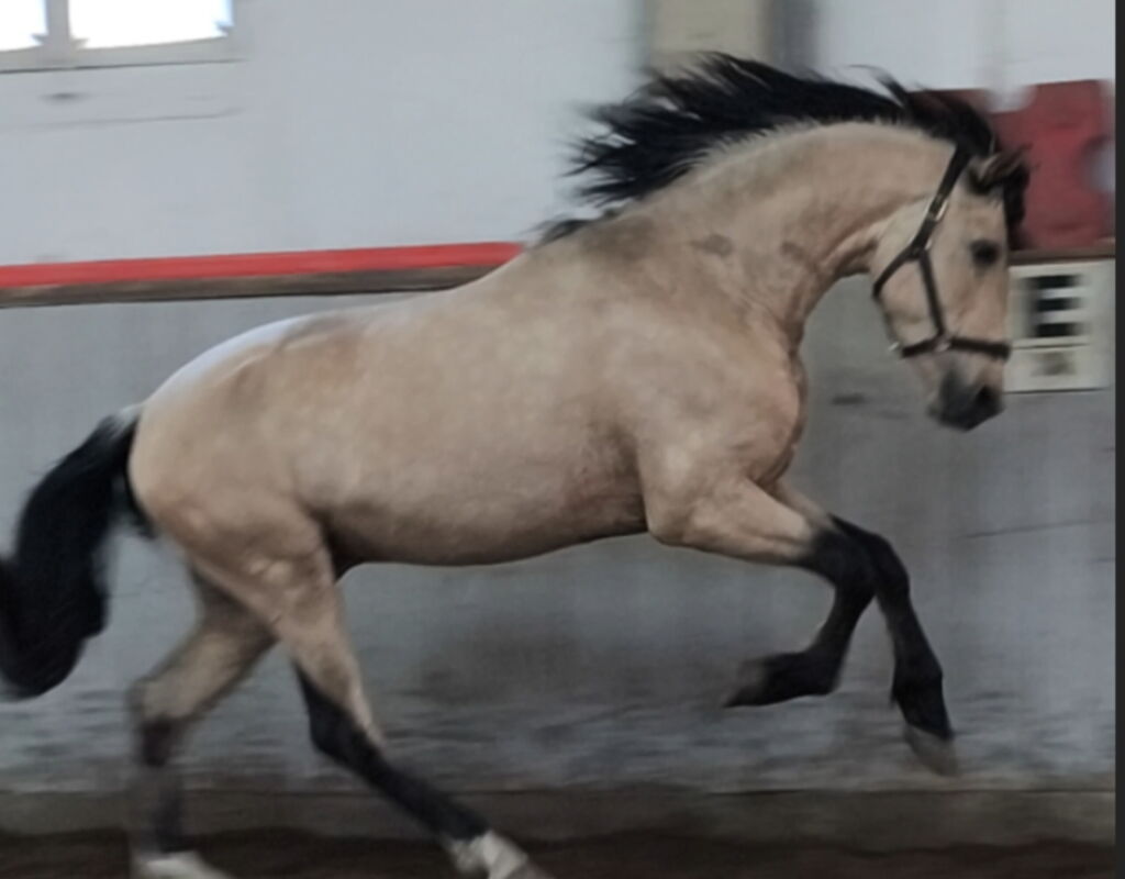 Bild 9 von SULEIMAN SH, Pura Raza Español, Hengst, 2022