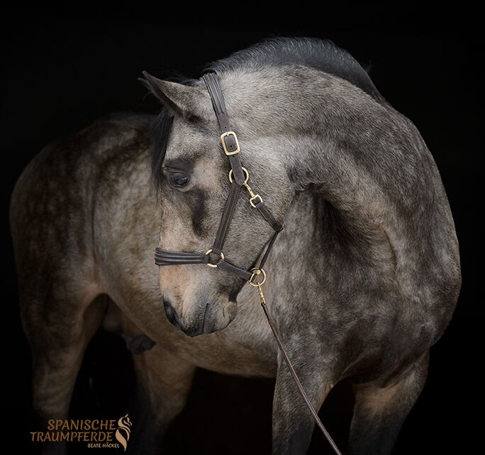 RENE SH, Pura Raza Español, Hengst, 2021 / P.R.E. / Hengst *gekört*