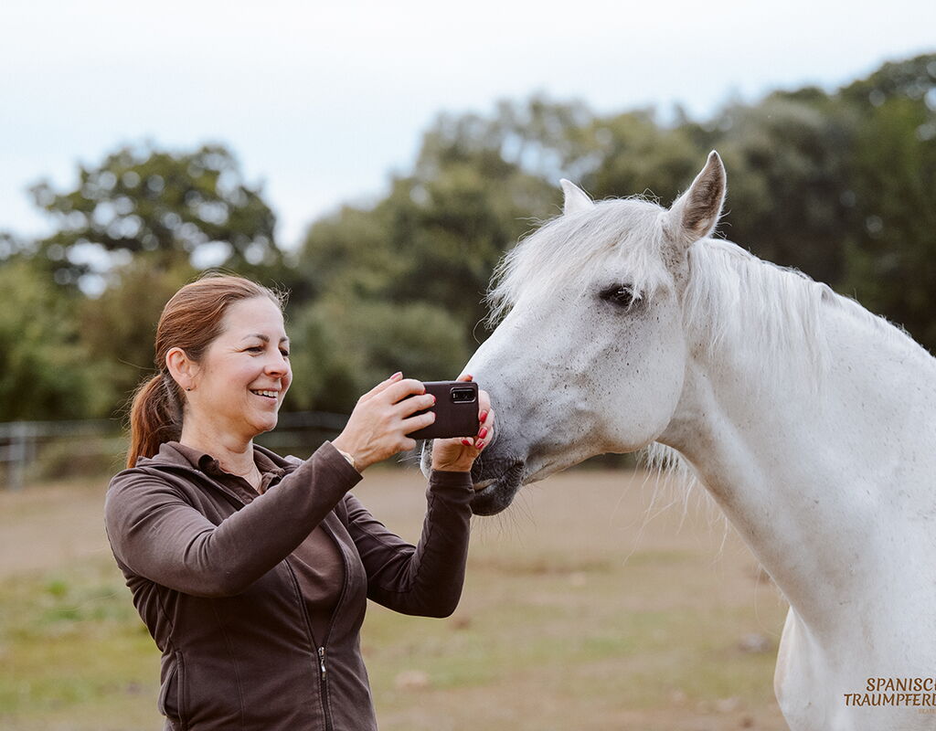 Bild 13 von RONALDO XVI, Pura Raza Espanol, Wallach, 2010