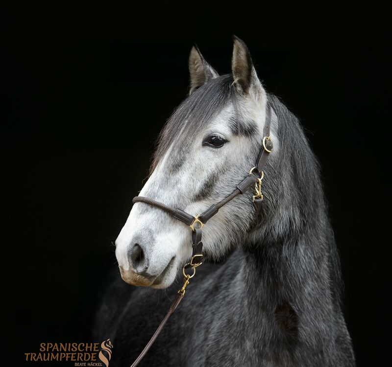 NAZARI, Andalusier, Wallach / Andalusier / Wallach