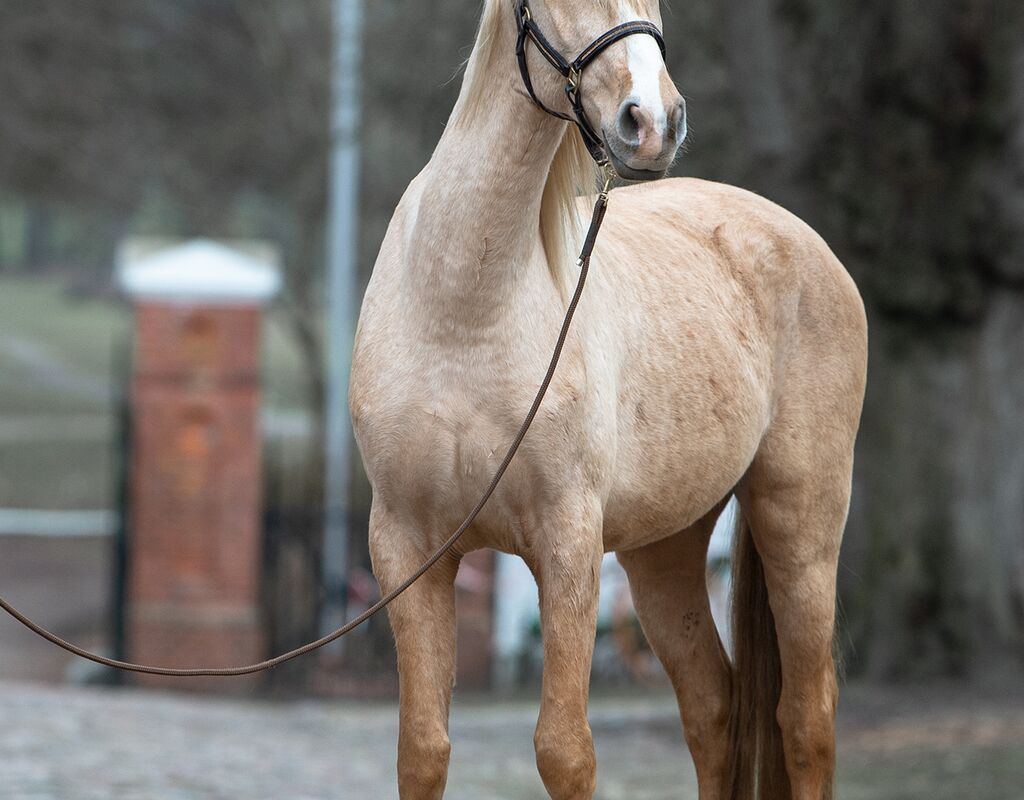 Bild 8 von QUE BELLO SH, Andalusier, Wallach