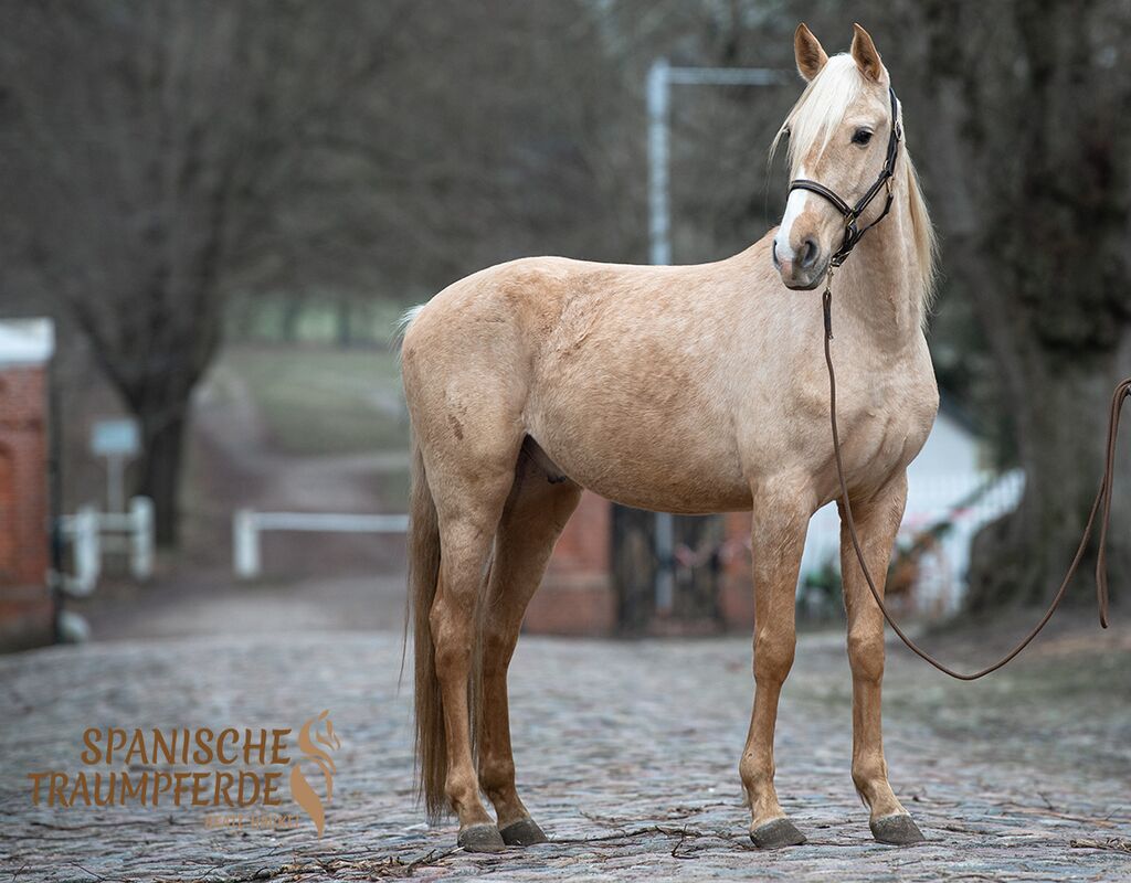Bild 9 von QUE BELLO SH, Andalusier, Wallach