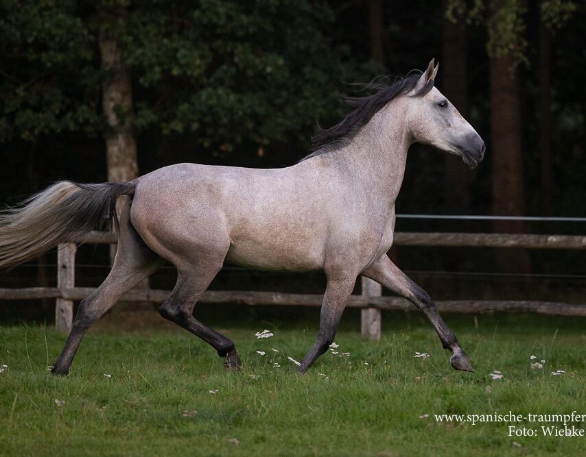 Bild 8 von QUICHE SH, Pura Raza Espanola, Stute, 2020