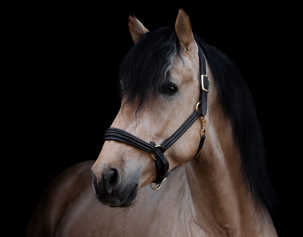 Bild 3 von SULEIMAN SH, Pura Raza Español, Hengst, 2022