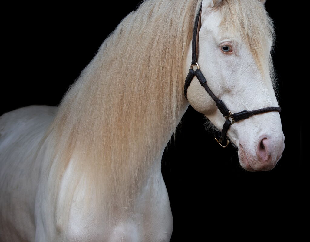 Bild 2 von REY SH, Pura Raza Español, Hengst, 2021