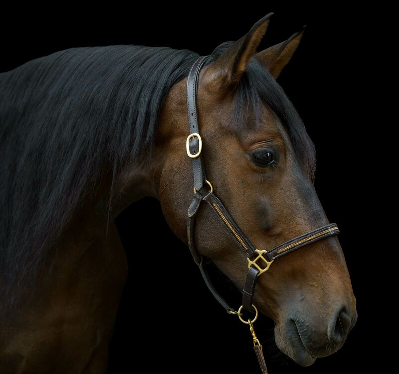VENTISCO VY IV, Pura Raza Espanola, Wallach, 2014 / P.R.E. / Wallach