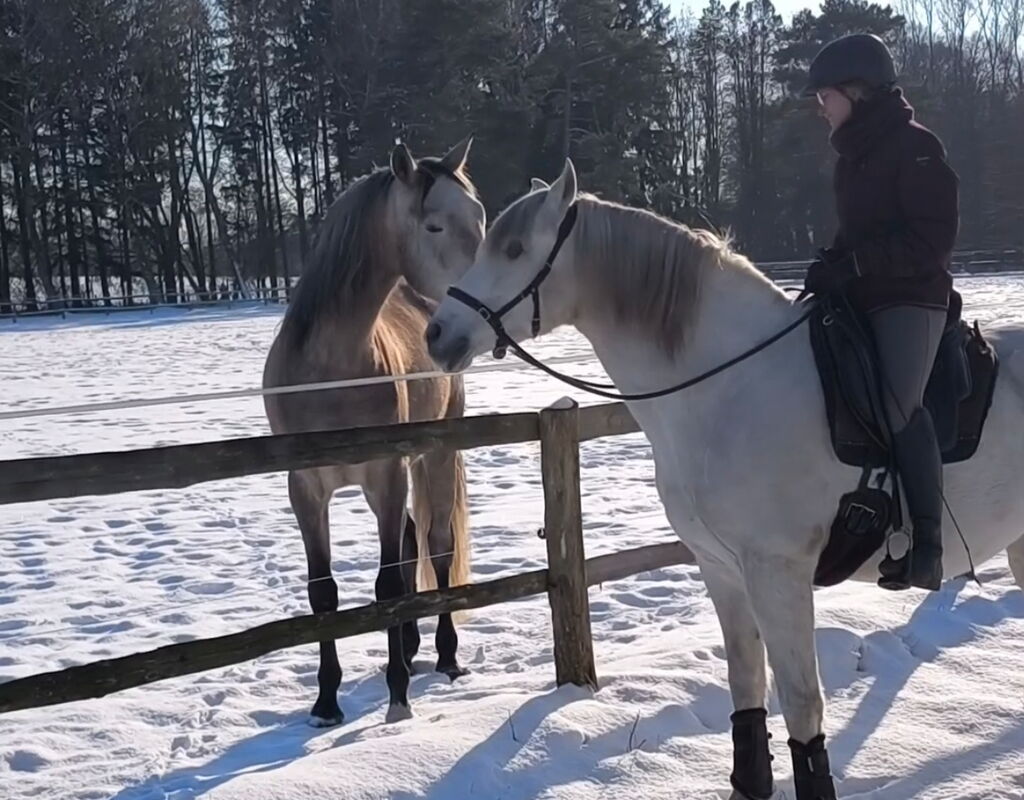 Bild 13 von HEREDERO, Pura Raza Espanol, Wallach, 2013