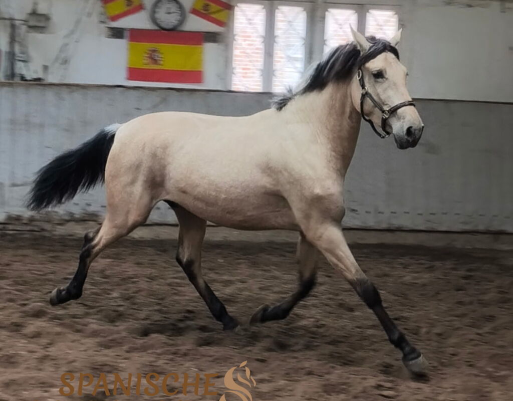 Bild 6 von SKAR SH, Pura Raza Español, Wallach, 08.2022