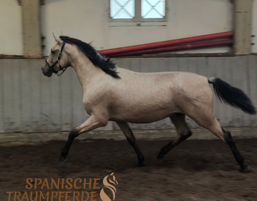 Bild 8 von SKAR SH, Pura Raza Español, Wallach, 08.2022