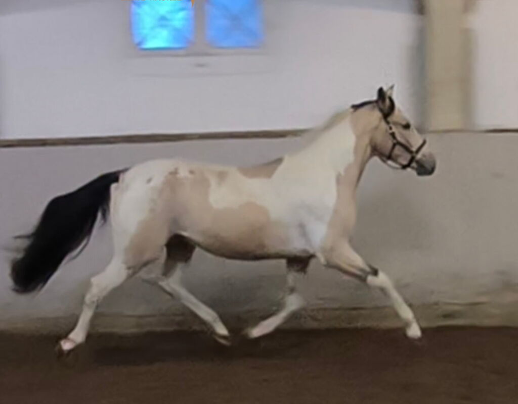 Bild 2 von SONDEO SH, Andalusier, Wallach, 2022