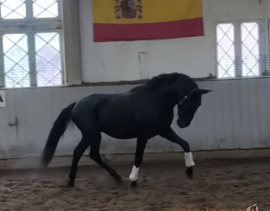 Bild 2 von SIRIUS SH, Pura Raza Espanol, Wallach, 2022