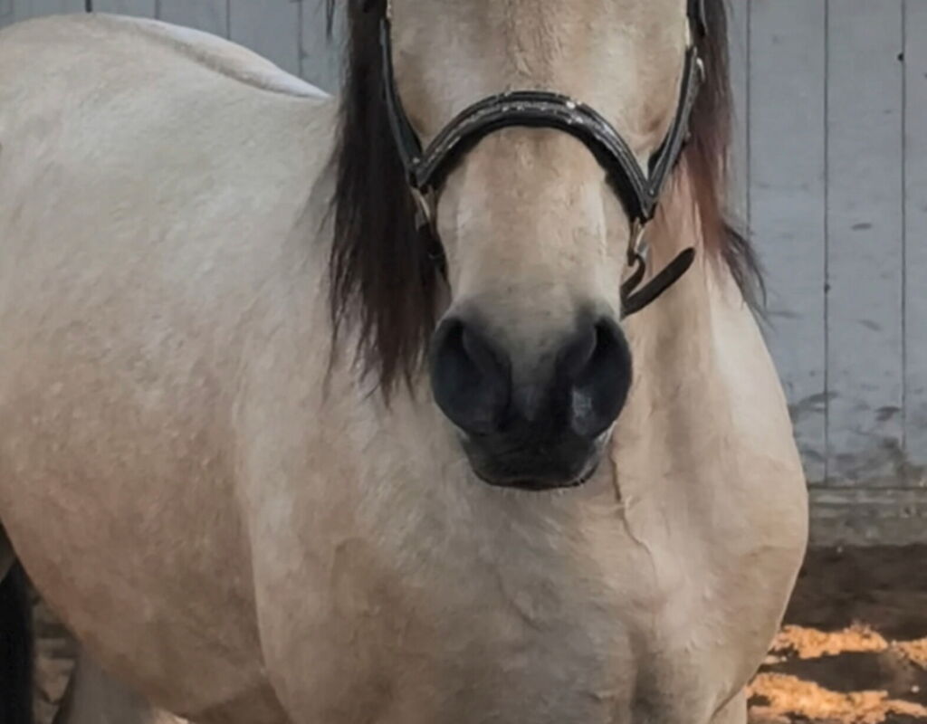 Bild 4 von SIMBA SH, Pura Raza Español, Wallach, 2022