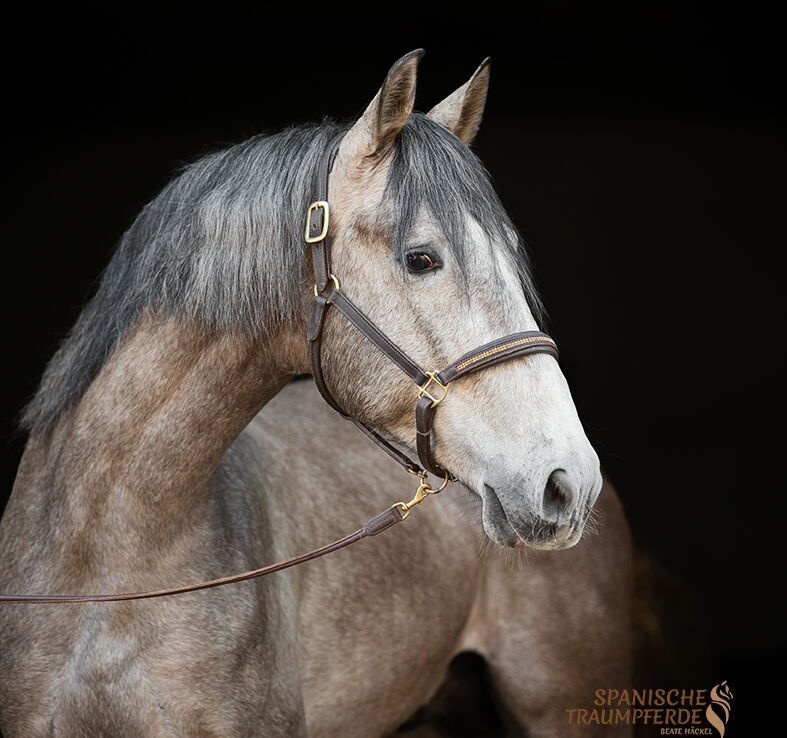 RAPOSO SH, Pura Raza Espanol, Wallach, 2021 / PRE / Wallach