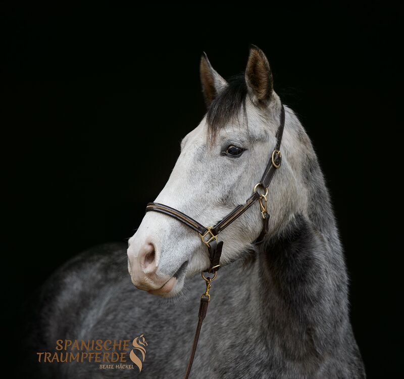 MANEL, Lusitano, Wallach / Lusitano / Wallach
