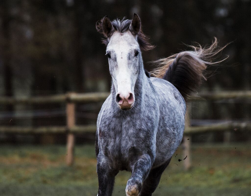 Bild 4 von MANEL, Lusitano, Wallach, 2019