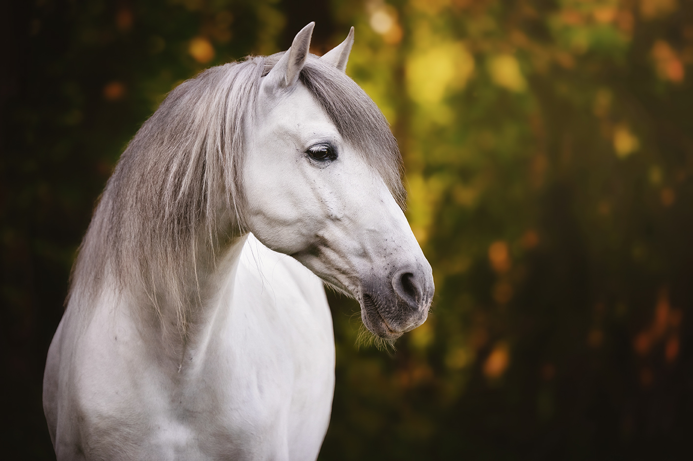 HEREDERO, Pura Raza Espanol, Wallach, 2013